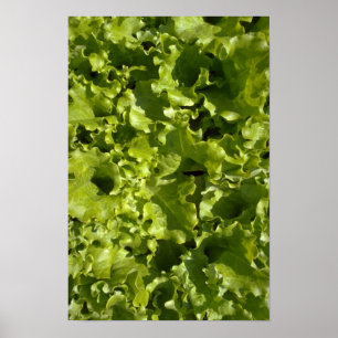 Green lettuce poster