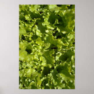 Green lettuce poster