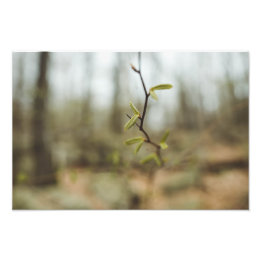 Green Life Photo Print