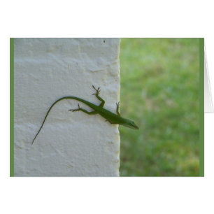 Green Lizard hanging out