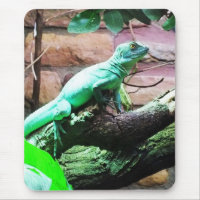 Green lizard