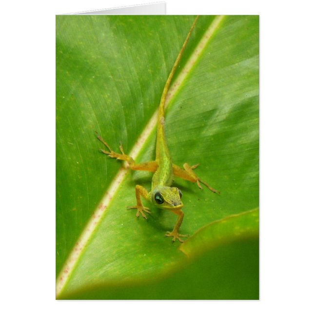 Green Lizard on Green Leaf (Front)