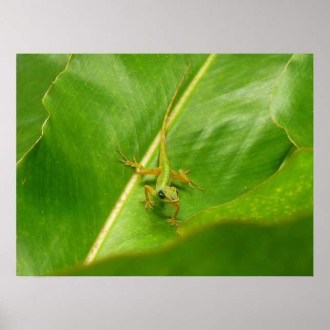 Green Lizard on Green Leaf Poster (Front)