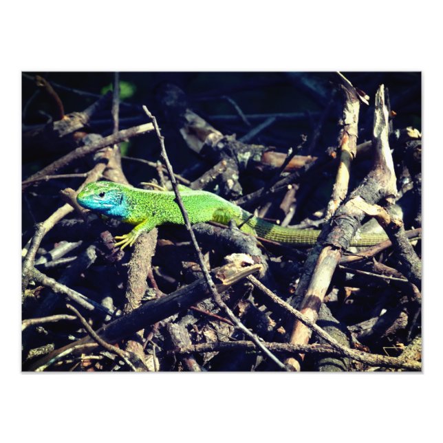 Green Lizard Photo (Front)