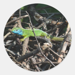 Green Lizard photo Sticker