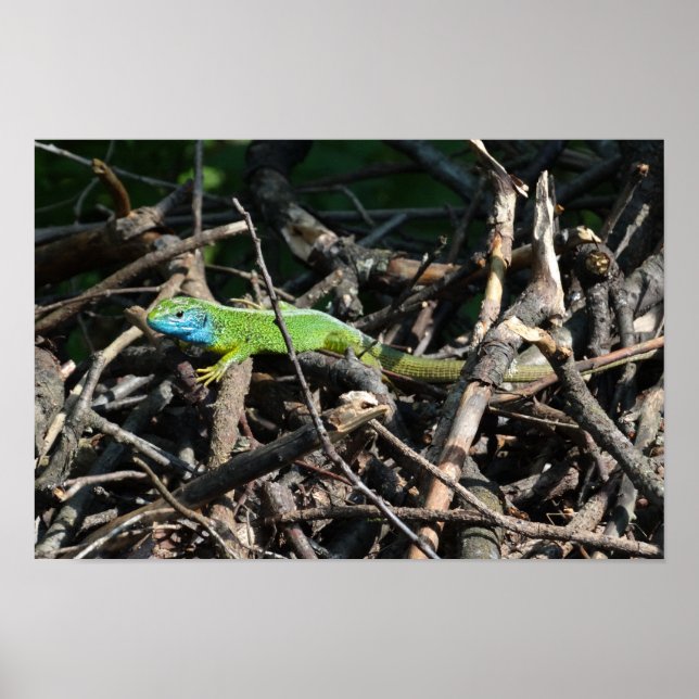 Green Lizard Photo Value Poster Paper (Front)
