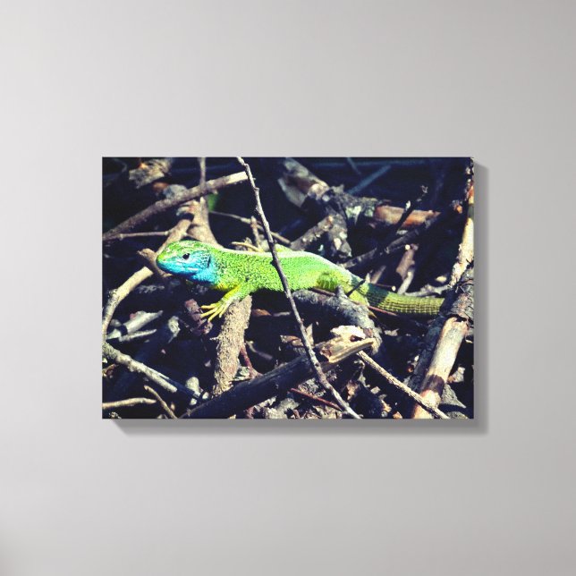 Green Lizard Photo Wrapper Canvas Print (Front)