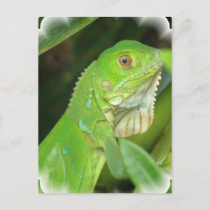 Green Lizard Postcard