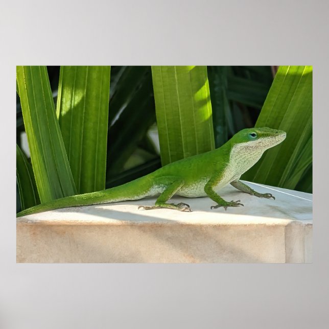 Green lizard Poster (Front)