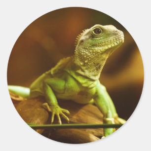 Green Lizard Sticker