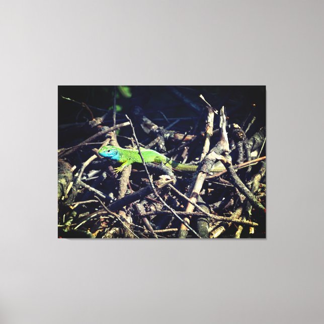 Green Lizard Stretched Canvas Print (Front)