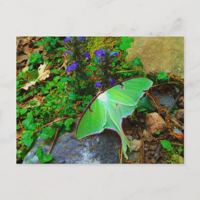 Green Luna moth Postcard (Front)