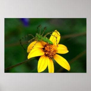 Green Lynx Spider Poster