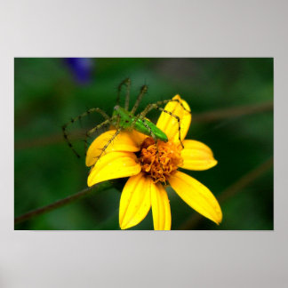 Green Lynx Spider Poster