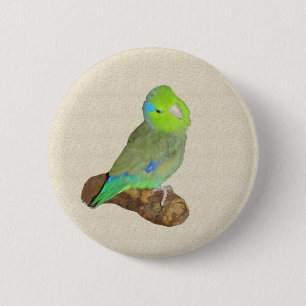 Green male parrotlet 6 cm round badge