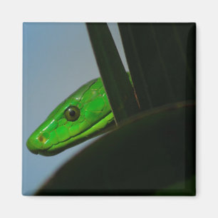 green mamba magnet