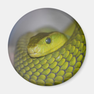Green Mamba Magnet