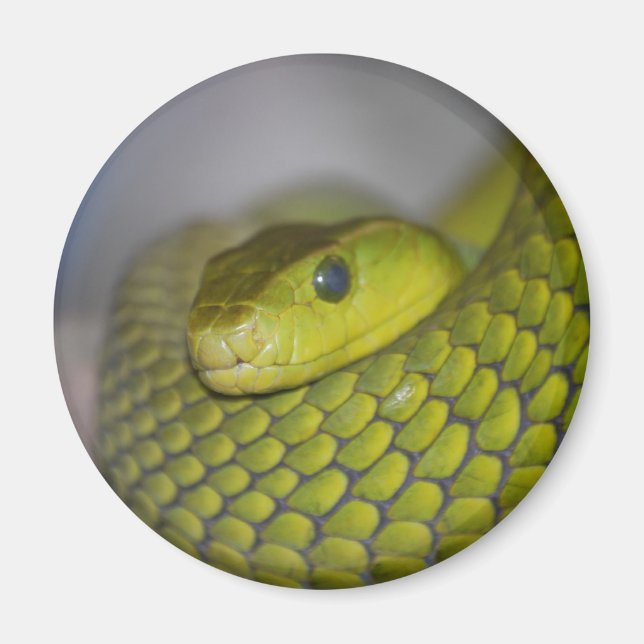 Green Mamba Magnet (Front)