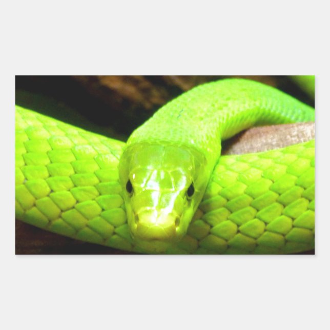 green mamba snake Wait for love in peace Rectangular Sticker (Front)