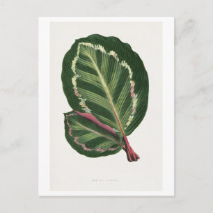 Green Mantara Illustris leaf illustration. Postcard