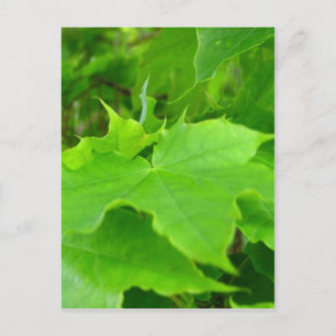 Green Maple Postcard