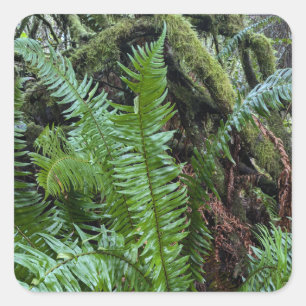 Green Moss And Ferns Square Sticker