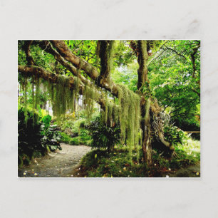 Green Moss Covered Tree Postcard