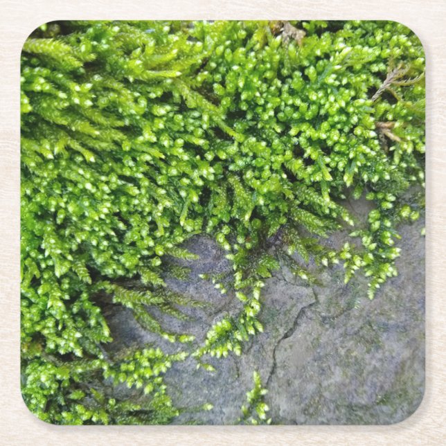 Green moss Entodon seductrix on grey stone Square Paper Coaster (Front)