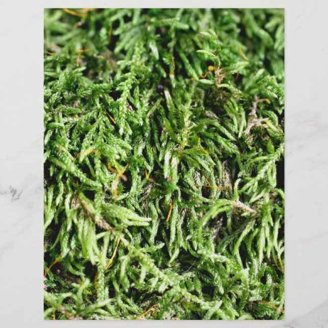Green Moss Nature Scrapbook Paper (Front)