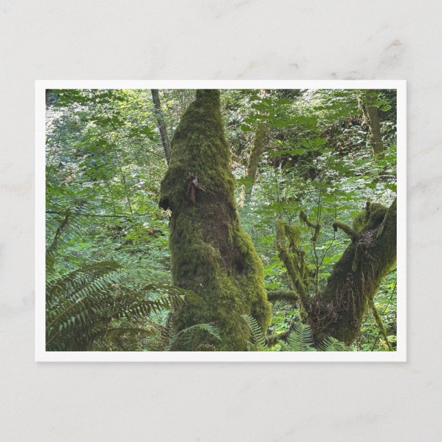 Green moss postcard (Front)