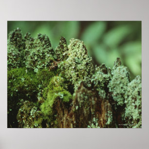 Green moss poster