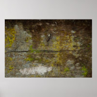 Green moss texture and background. abstract, alive