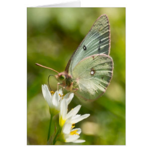 Green Moth on False Garlic Apparel and Gifts