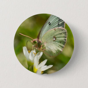 Green Moth on False Garlic Apparel and Gifts 6 Cm Round Badge