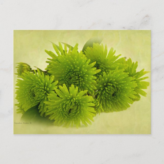 Green Mums Postcard (Front)