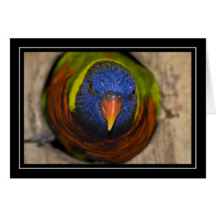 Green-Naped Lorikeet Blank Card