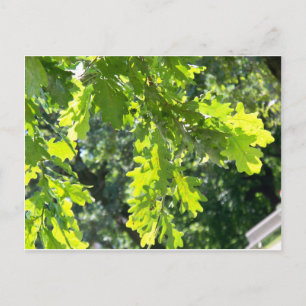 Green Oak Leaves Blank Postcard