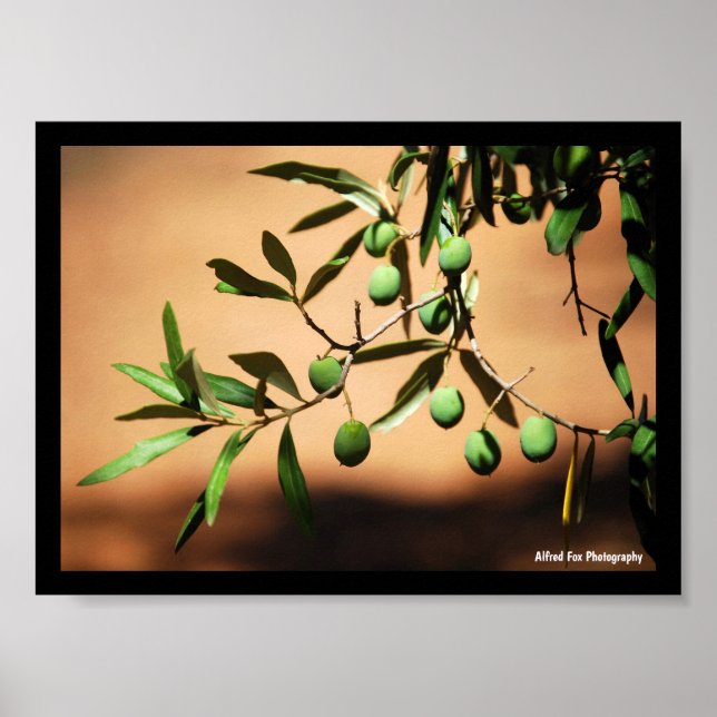 Green Olives on Branch Poster (Front)