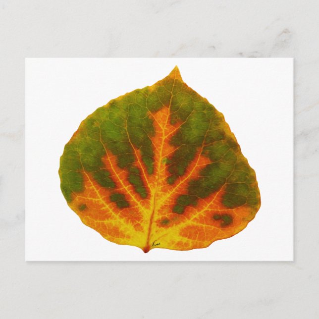 Green Orange & Yellow Aspen Leaf #1 Postcard (Front)