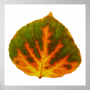 Green Orange & Yellow Aspen Leaf #1 Poster