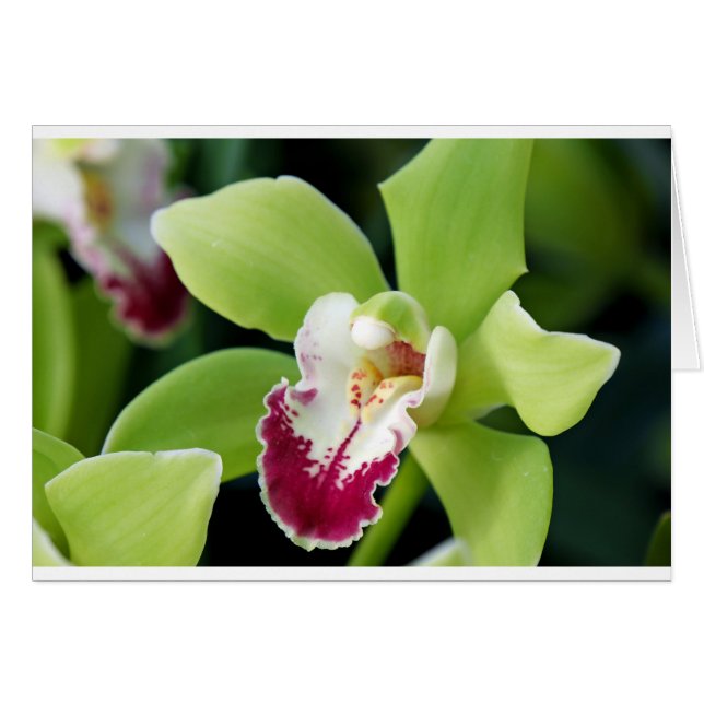 Green Orchid (Front Horizontal)