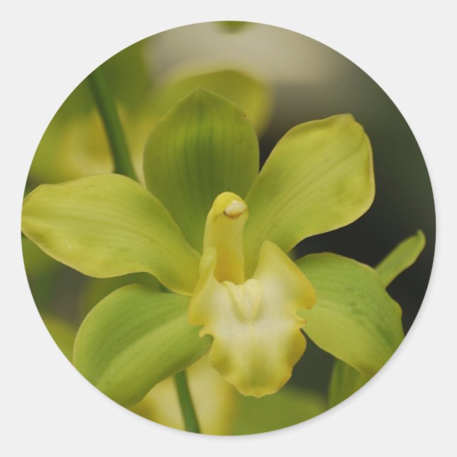 Green Orchid Classic Round Sticker (Front)