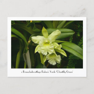 Green Orchids Collectable Postcard