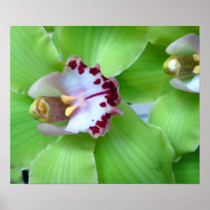 Green Orchids - Prints, Canvas, Framed Poster