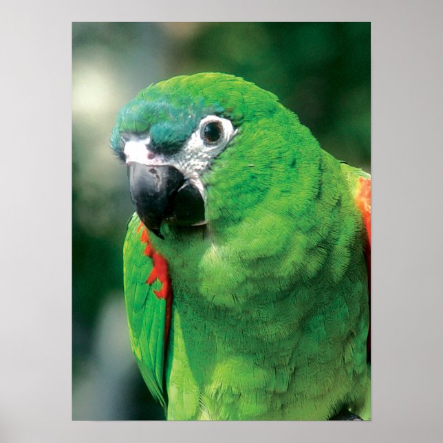 Green Parrot Bird Poster Print (Front)