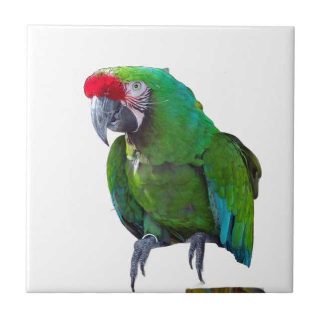 Green Parrot Ceramic Tile (Front)