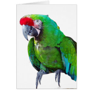 Green Parrot Greeting Card