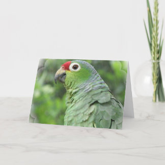 Green Parrot Greeting Card
