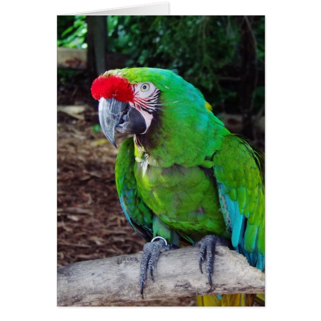 Green Parrot Greeting Card (Front)