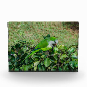 Green parrot photo block